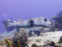 Porcupinefish IMG 4488